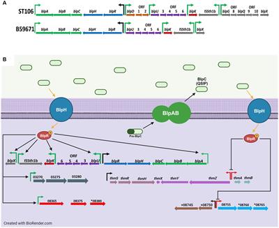 The quorum sensing peptide BlpC regulates the transcription of genes outside its associated gene cluster and impacts the growth of Streptococcus thermophilus